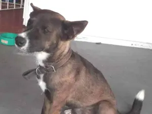 Cachorro raça Sem raça definida idade 1 ano nome Duke