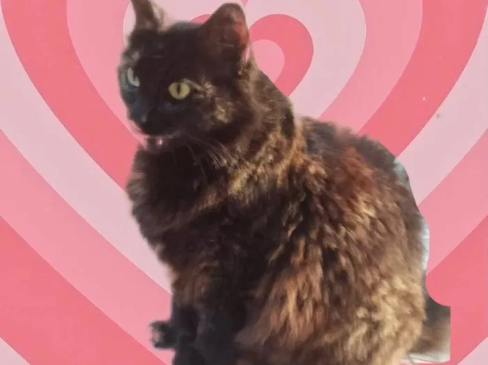 Ágatha linda urgente