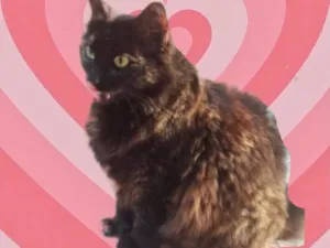 Gato raça Srd idade 1 ano nome Ágatha linda urgente