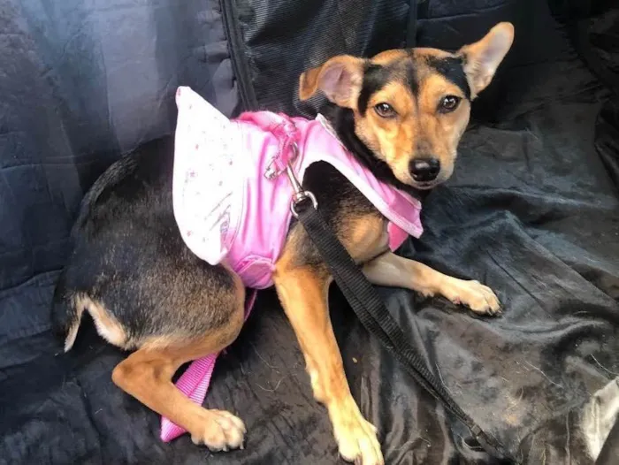 Cachorro raça Srd idade 1 ano nome Brisa