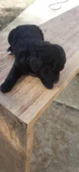 Bolinha