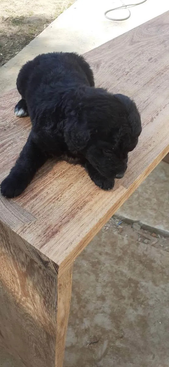 Cachorro raça vira-lata idade 2 a 6 meses nome Bolinha