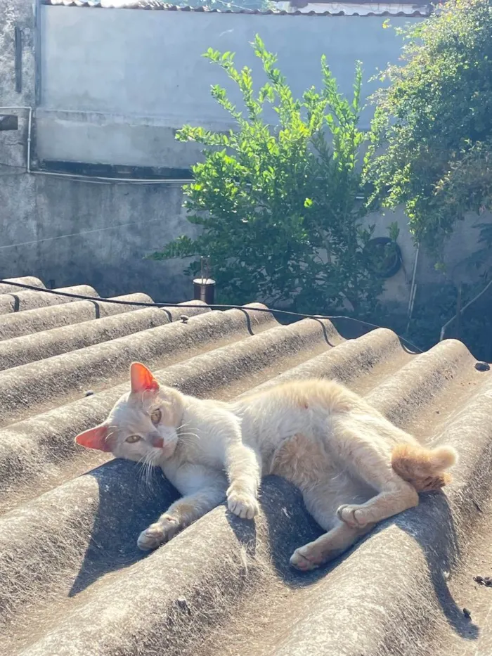 Gato ra a Não sei idade 7 a 11 meses nome Encontrado na rua 