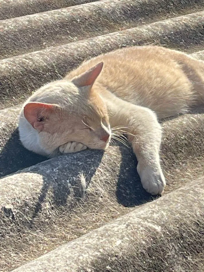 Gato ra a Não sei idade 7 a 11 meses nome Encontrado na rua 