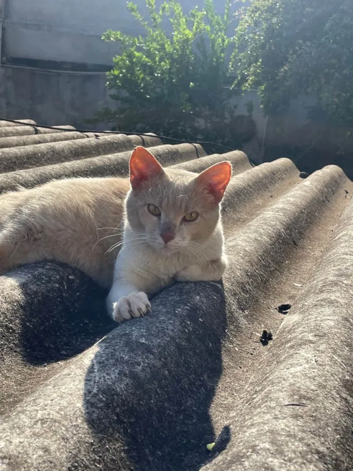 Gato ra a Não sei idade 7 a 11 meses nome Encontrado na rua 