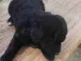 Bolinha