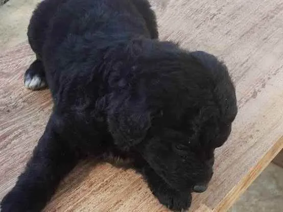 Cachorro raça vira-lata idade 2 a 6 meses nome Bolinha