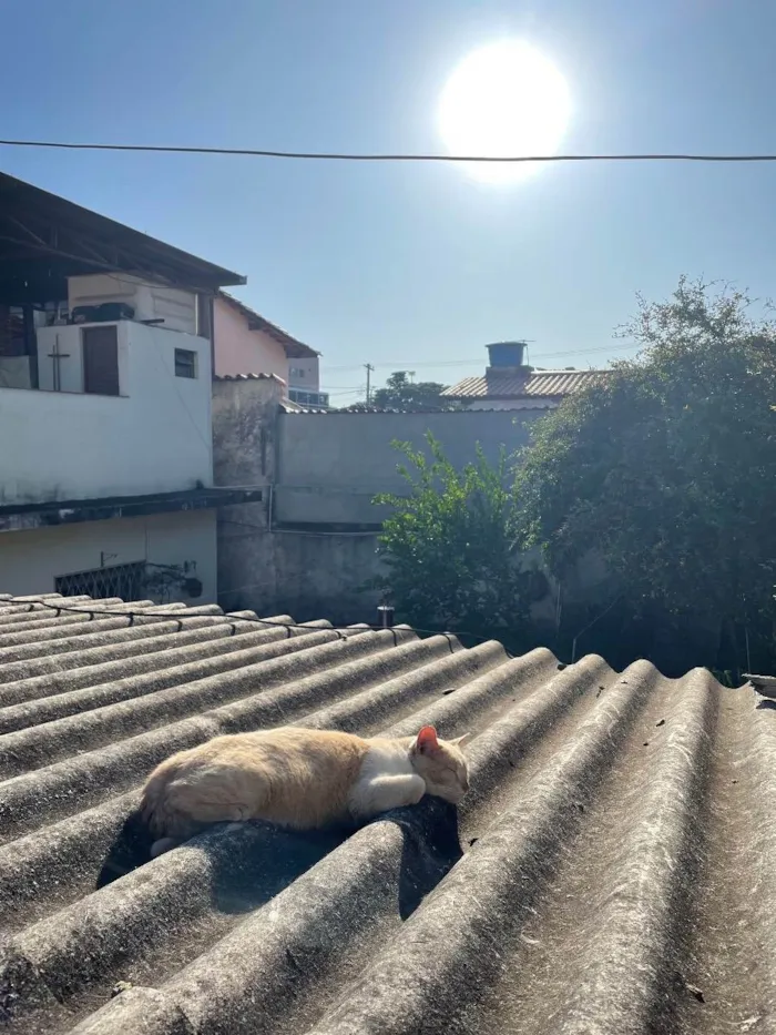 Gato ra a Não sei idade 7 a 11 meses nome Encontrado na rua 