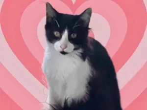 Gato raça Srd idade 2 a 6 meses nome Jade bb5meses peluda