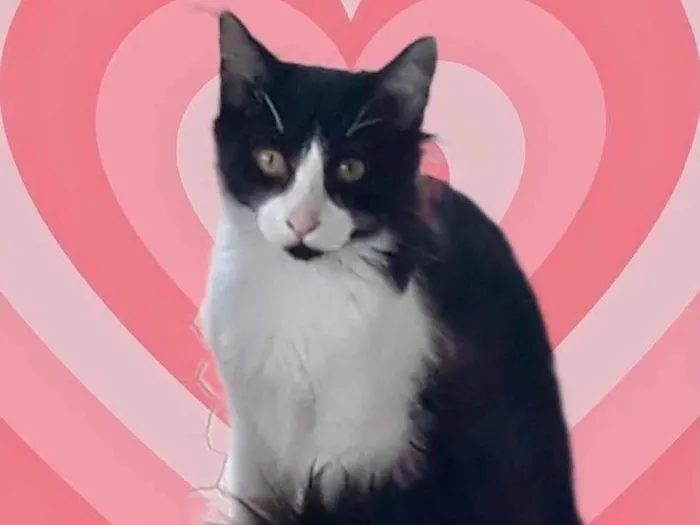 Gato raça Srd idade 2 a 6 meses nome Jade bb5meses peluda