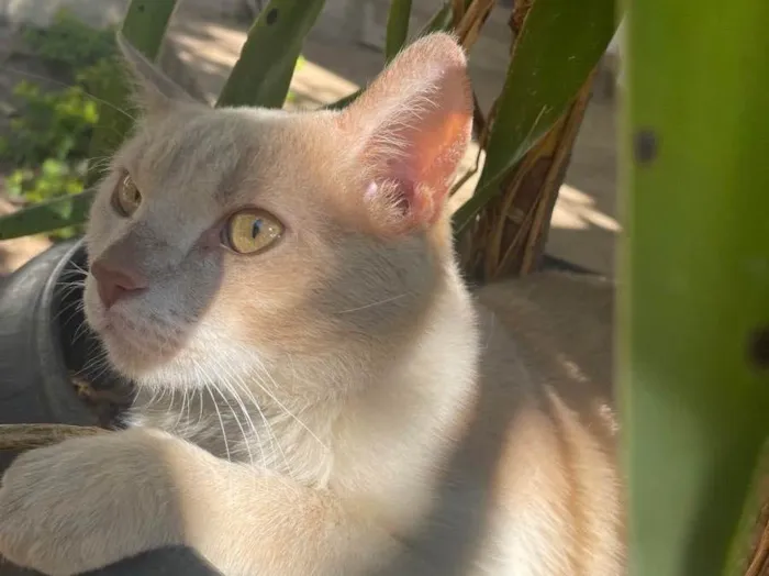 Gato ra a Não sei idade 7 a 11 meses nome Encontrado na rua 