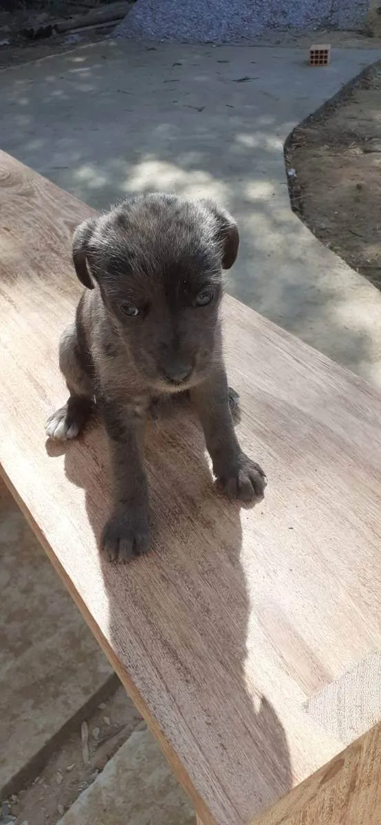 Cachorro raça vira-lata idade 2 a 6 meses nome Sem nome