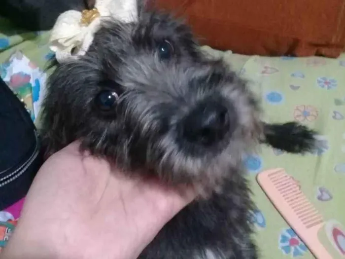 Cachorro ra a Vira lata  idade 7 a 11 meses nome Lola