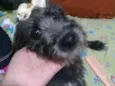Lola