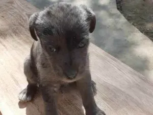 Cachorro raça vira-lata idade 2 a 6 meses nome Sem nome