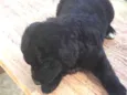 Bolinha