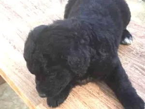 Cachorro raça vira-lata idade 2 a 6 meses nome Bolinha