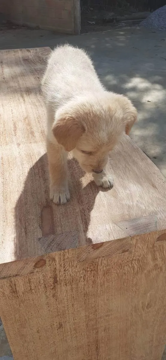Cachorro raça vira-lata idade 2 a 6 meses nome Sem nome 1