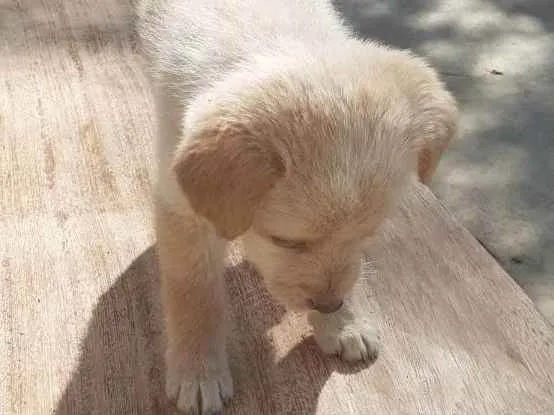 Cachorro raça vira-lata idade 2 a 6 meses nome Sem nome 1