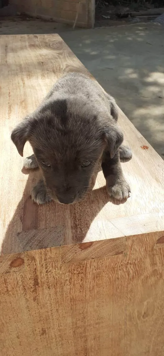 Cachorro raça vira-lata idade 2 a 6 meses nome Sem nome 2