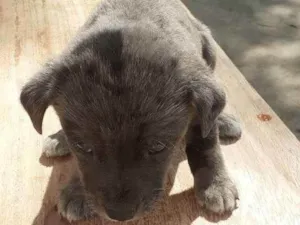 Cachorro raça vira-lata idade 2 a 6 meses nome Sem nome 2