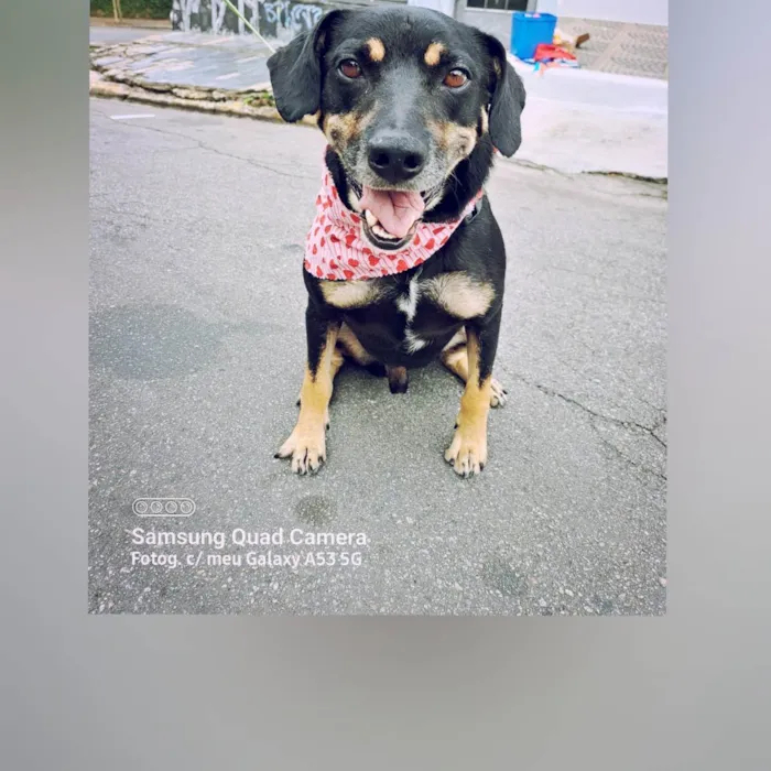 Cachorro raça Sem raça definida  idade  nome Claudinho