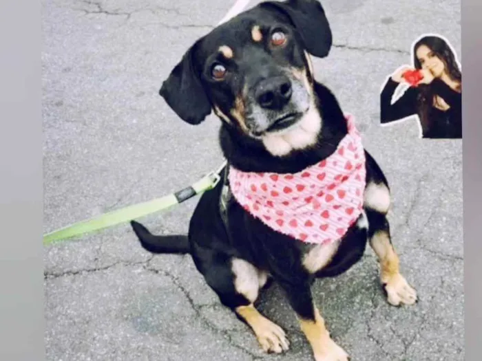 Cachorro raça Sem raça definida  idade  nome Claudinho