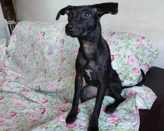 Cachorro ra a SRD idade 1 ano nome Catita