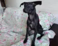 Catita