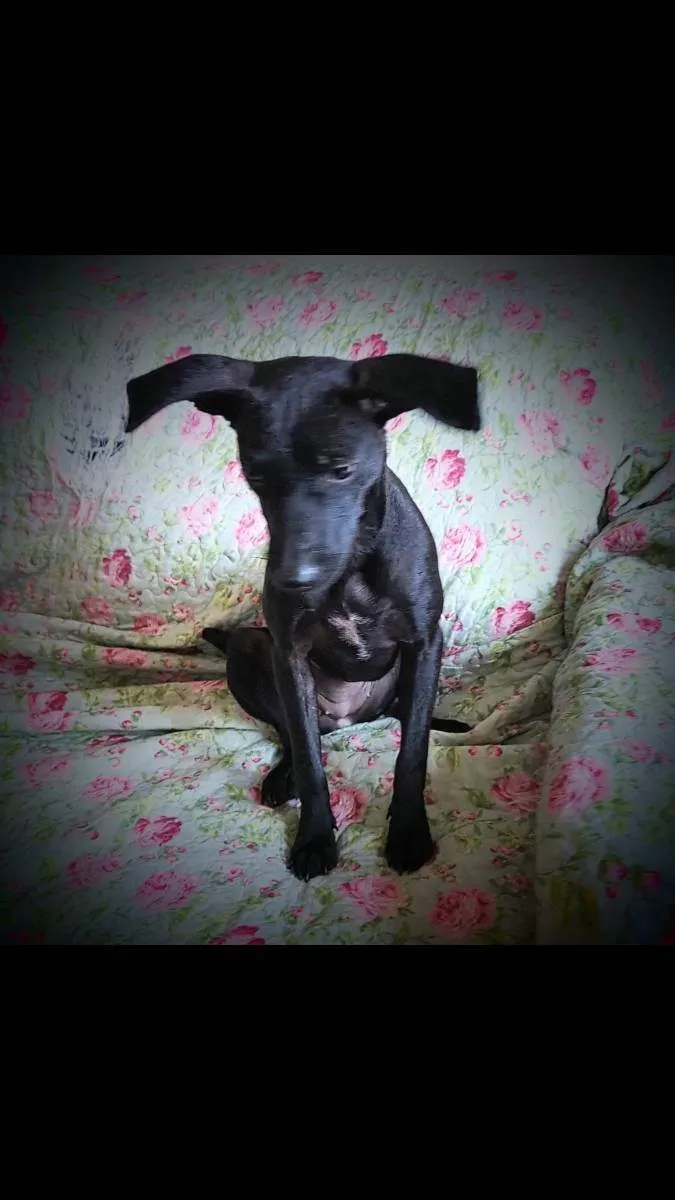 Cachorro ra a SRD idade 1 ano nome Catita