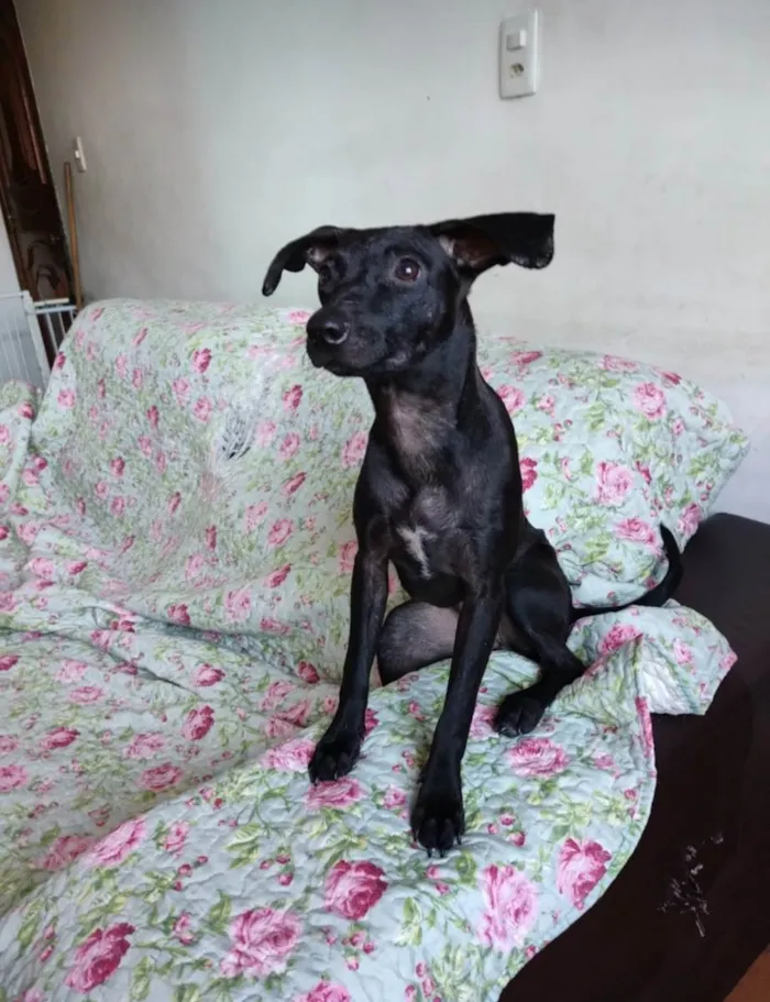 Cachorro ra a SRD idade 1 ano nome Catita