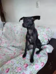 Catita