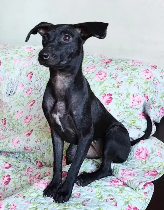 Cachorro ra a SRD idade 1 ano nome Catita