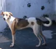 Cachorro raça SRD idade 7 a 11 meses nome Igor