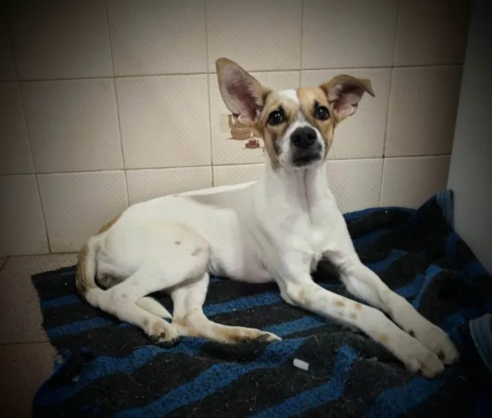 Cachorro ra a SRD idade 1 ano nome Juma