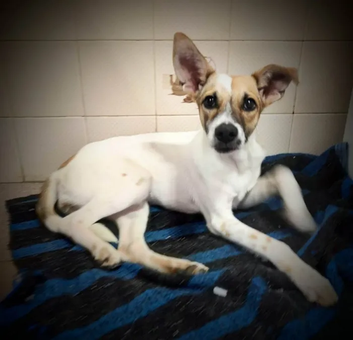 Cachorro ra a SRD idade 1 ano nome Juma