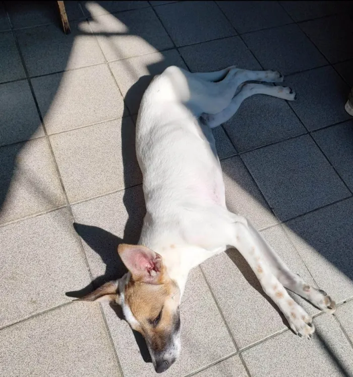 Cachorro ra a SRD idade 1 ano nome Juma