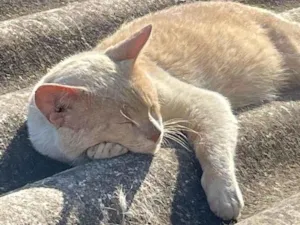 Gato raça Não sei idade 7 a 11 meses nome Encontrado na rua 