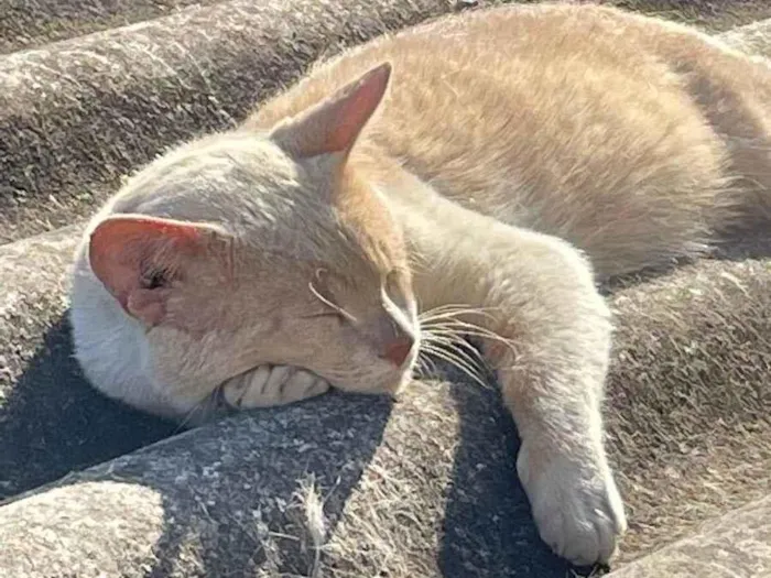 Gato ra a Não sei idade 7 a 11 meses nome Encontrado na rua 