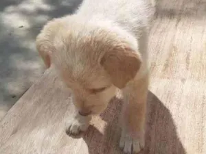 Cachorro raça vira-lata idade 2 a 6 meses nome Sem nome 1