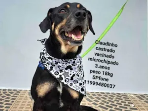 Cachorro raça Sem raça definida  idade  nome Claudinho