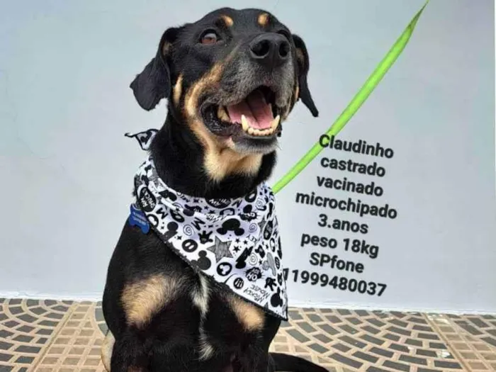 Cachorro raça Sem raça definida  idade  nome Claudinho