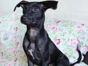 Cachorro raça SRD idade 1 ano nome Catita