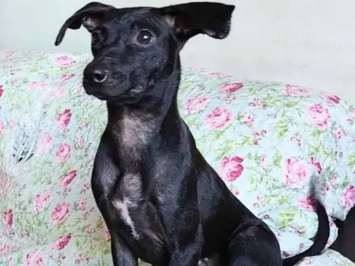 Cachorro ra a SRD idade 1 ano nome Catita