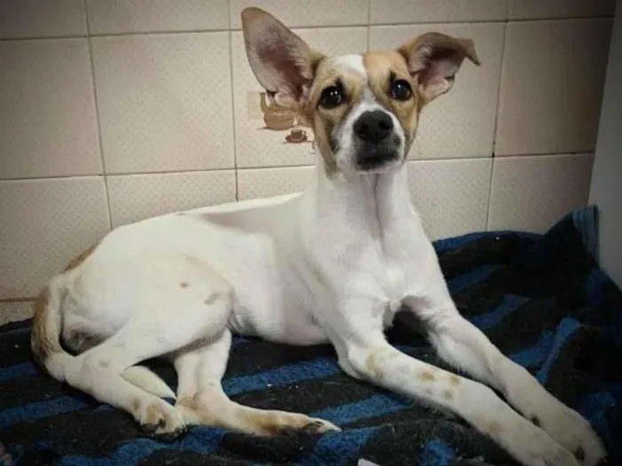 Cachorro ra a SRD idade 1 ano nome Juma