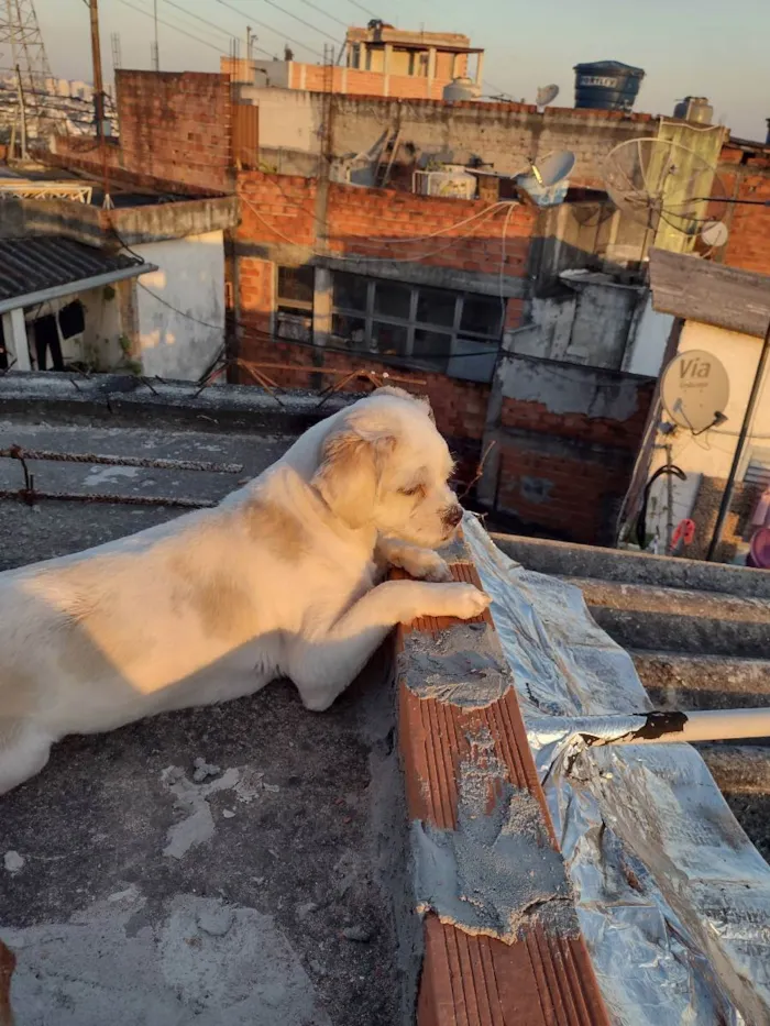 Cachorro raça Lhasa apso idade 4 anos nome Bela 