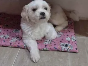 Cachorro raça Lhasa apso idade 4 anos nome Bela 