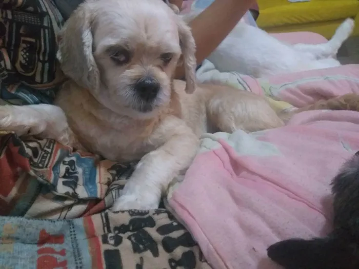 Cachorro raça Lhasa apso idade 6 ou mais anos nome Ariel 