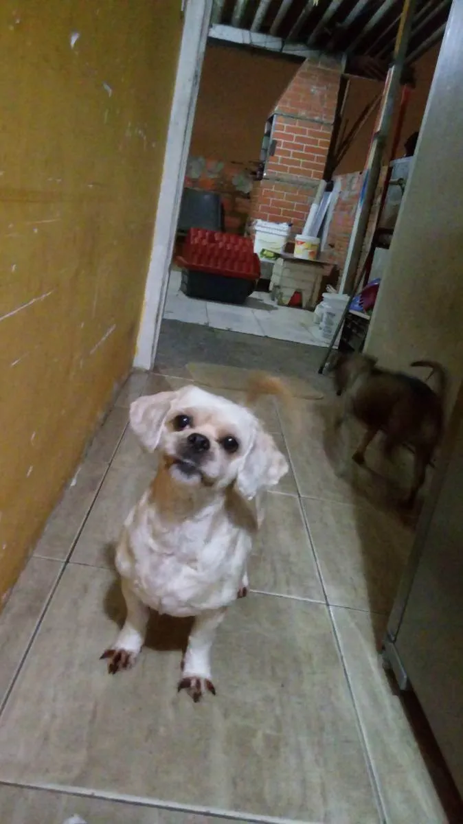 Cachorro raça Lhasa apso idade 6 ou mais anos nome Ariel 