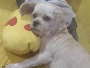 Cachorro raça Lhasa apso idade 6 ou mais anos nome Ariel 